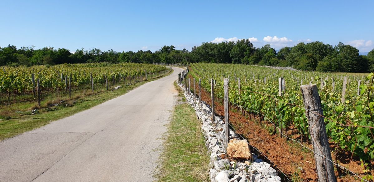 a beautiful back road through the ruby red fields of the Kras Teran wine region..