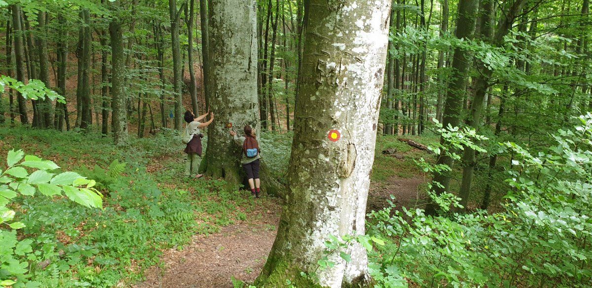 plenty of trees to hug.. if your arms are big enough!