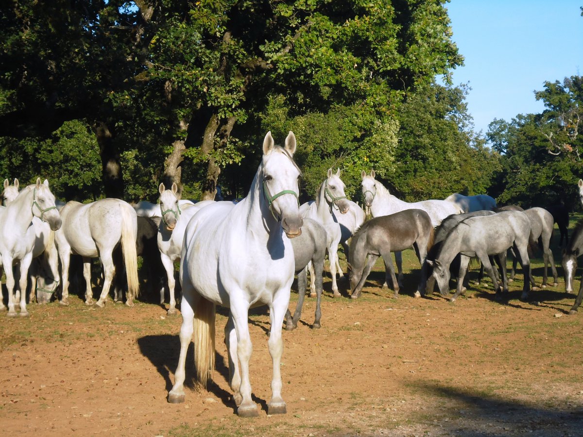 lots of Lipizzaners and baby Lipizzaners at Lipica..