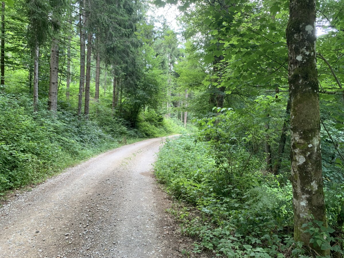 amazing forest ride short cut to the 17 Disappearing Lakes of Pivka.. amazing forest ride short cut to the 17 Disappearing Lakes of Pivka..