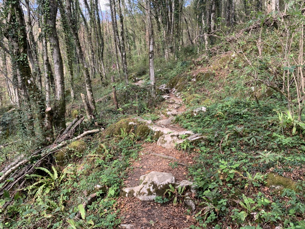 Many times you will feel in the middle of the forest with just the path for reassurance and company..